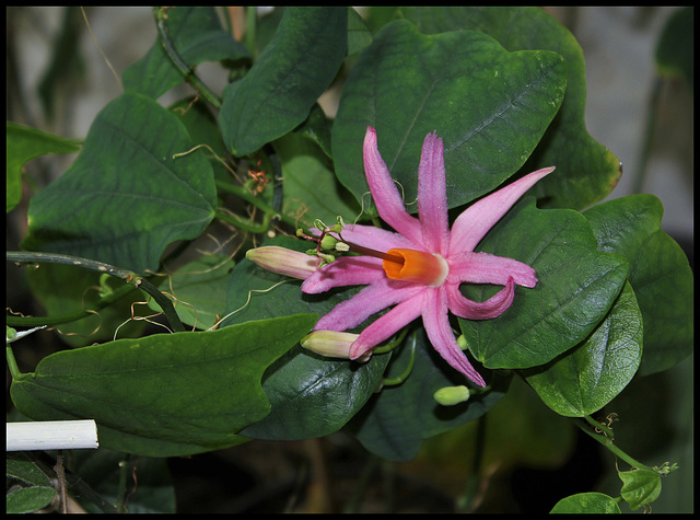 Passiflora tulae