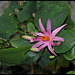 Passiflora tulae