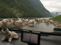 Goats on the Road