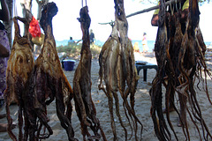 Dried Squid