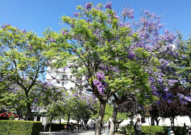 Universidade Nova de Lisboa (Lisbon New University)