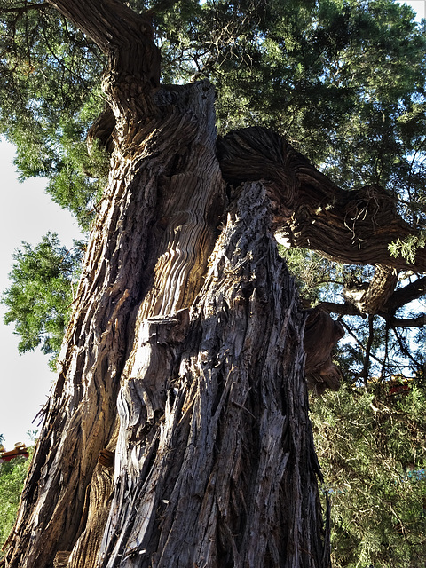 Forbidden City, Imperial Garden_3