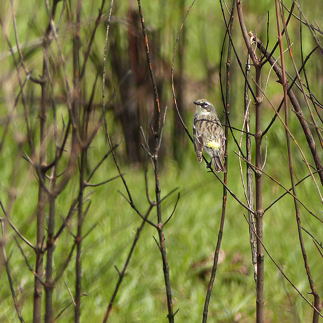 Day 3, Yellow-rumped Warbler, Hillman Marsh