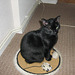 Cat sat on the mat!