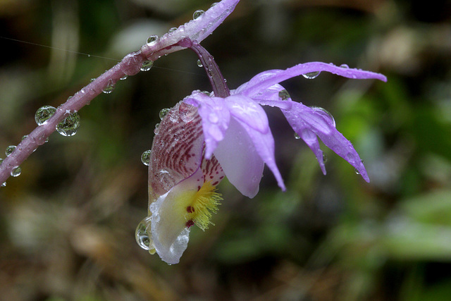 Eastern Fairy Slipper