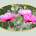 Pink poppies in oval frame