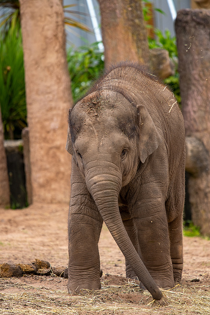 Baby elephant