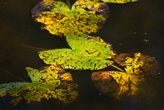 Wasserlilienblätter