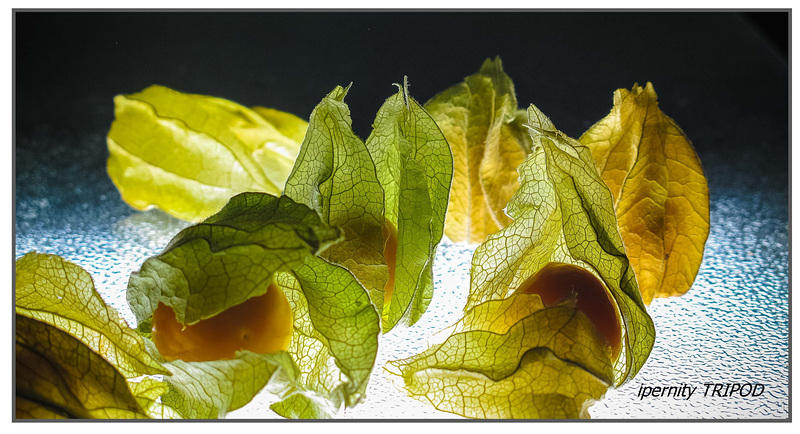 Physalis im Gegenlicht