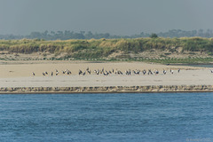 ein Tag auf dem Irrawaddy _  Vogelwelt am Fluss (© Buelipix)