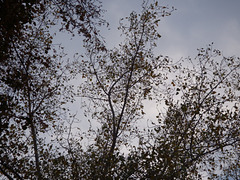 Arboles en contraluz