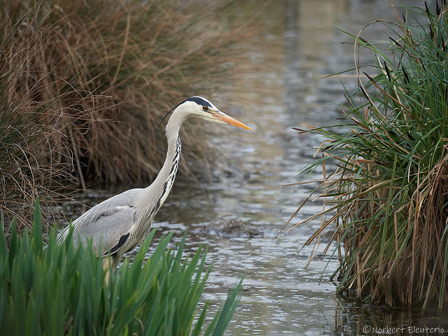 Heron - l'Heure de la peche