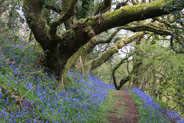 Bluebell Walk