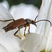 20210619 0996CPw [D~LIP] Rothalsbock (Leptura rubra), Wiesen-Margerite (Leucanthemum vulgare agg), Bad Salzuflen