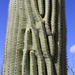 Saguaro