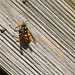 20220417 0531CP~V [D~LIP] Rote Wespe (Vespula rufa), Bad Salzuflen