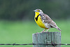 Western Meadowlark