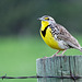 Western Meadowlark