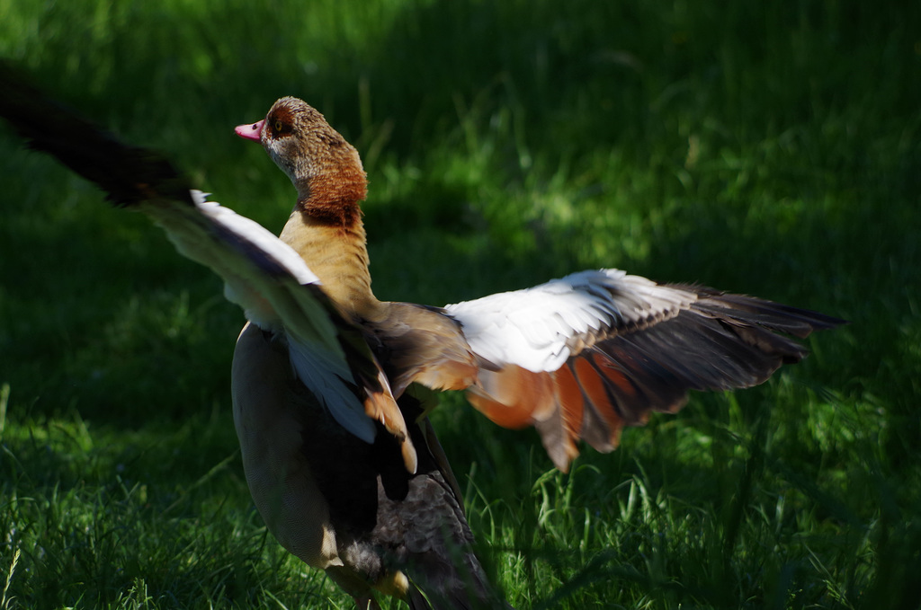 parc des oiseaux - Villars les Dombes