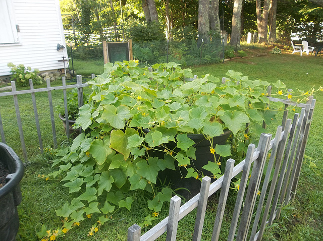 holy cukes!