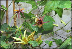 Passiflores de décembre