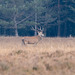 Red Deer Stag