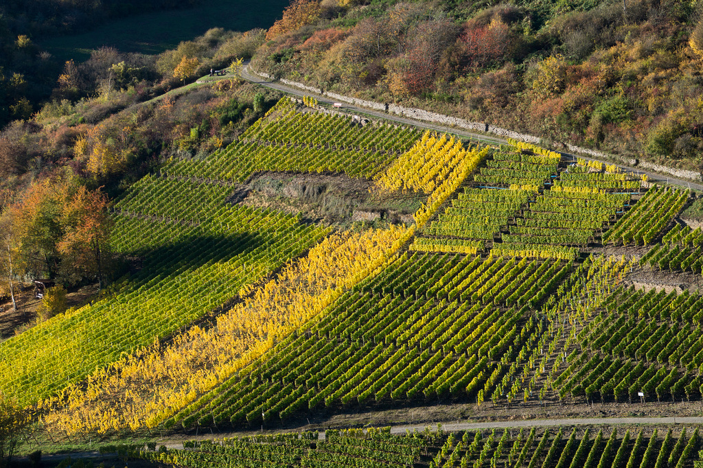 Altenahr - Weinberge DSC00845