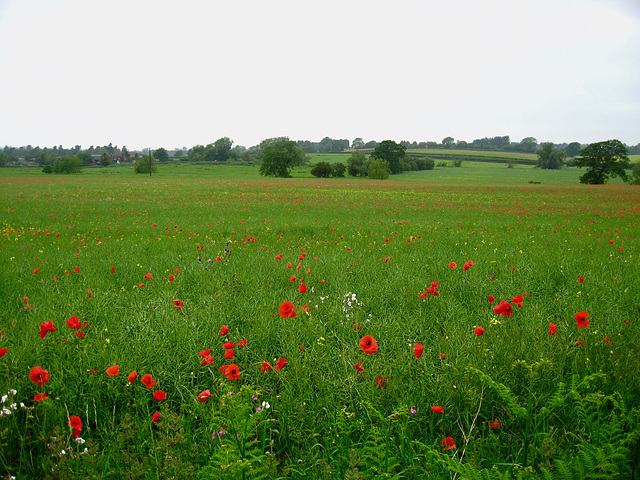 Looking north from the Staffordshire and Worcestershire Canal, above Mops Farm Bridge