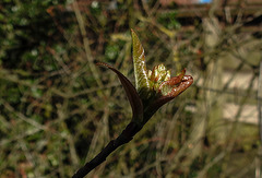 20200315 6825CPw [D~LIP] Japanische Quitte (Chaenomeles japonica), UWZ, Bad Salzuflen