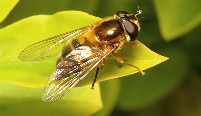 IMG 1472Hoverfly