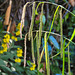 20210619 0997CPw [D~LIP] Hänge-Segge (Carex pendula), Bad Salzuflen