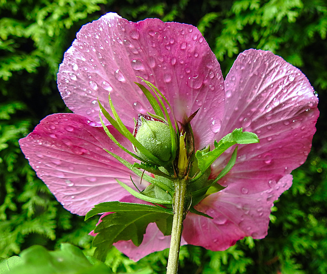 20210828 2605CPw [D~LIP] Straucheibisch (Hibiscus syriacus), Regentropfen, Bad Salzuflen