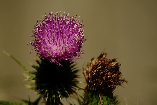 Cirsium vulgare