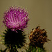 Cirsium vulgare