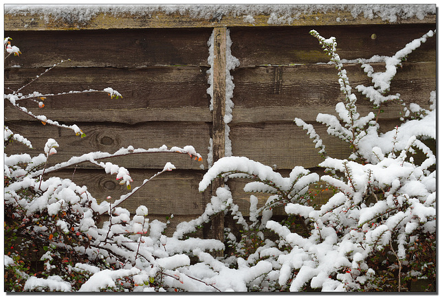 HFF ~ A winter fence.