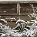 HFF ~ A winter fence.