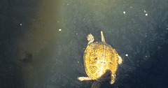 Turtle trying to get off the photo frame.