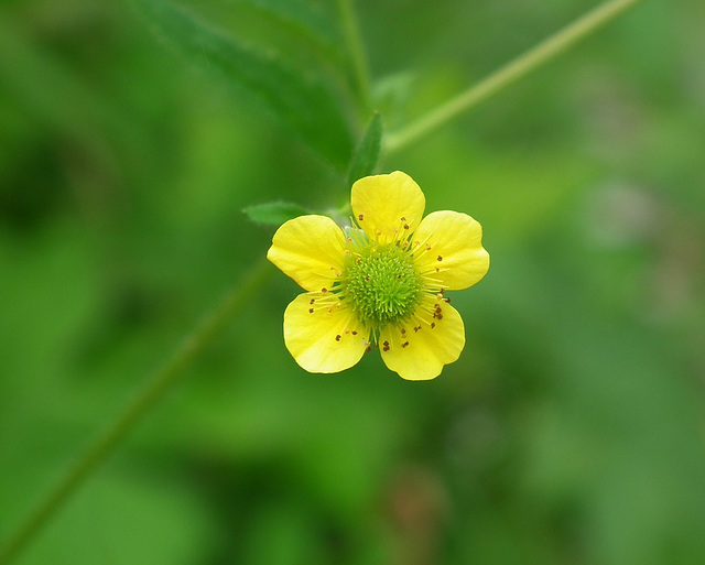 Benoîte d'Alep / Yellow avens