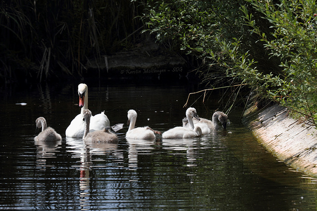 Familie Höckerschwan