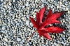 Herbst auf der Halbinsel Au (© Buelipix)