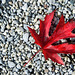 Herbst auf der Halbinsel Au (© Buelipix)