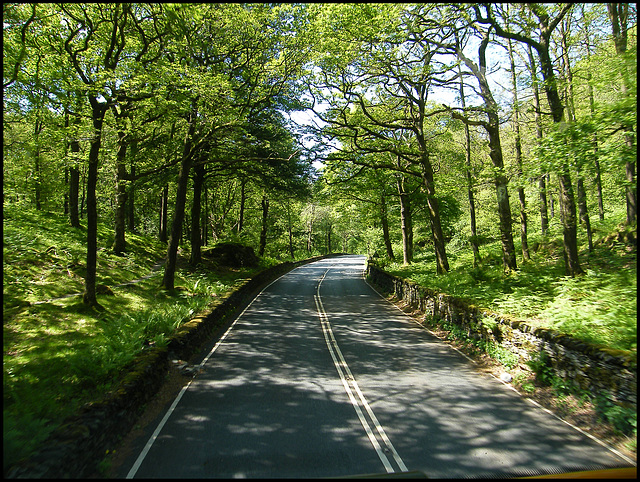 bussing through Baneriggs Wood