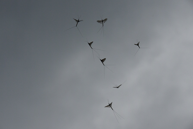 Hochzeitsflug der Eintagsfliegen