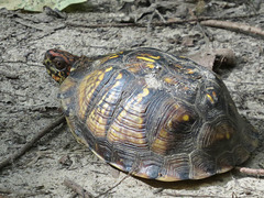 Box turtle