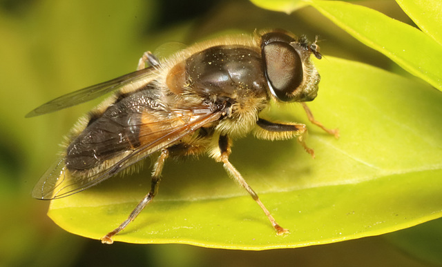 IMG 1485Hoverfly