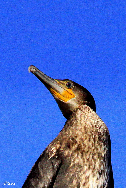 Grand Cormoran en gros plan