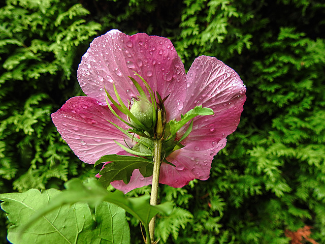 20210828 2606CPw [D~LIP] Straucheibisch (Hibiscus syriacus), Regentropfen, Bad Salzuflen