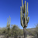 Saguaro National Park