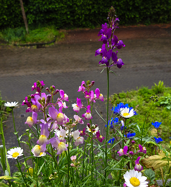 20220520 1087CPw [D~LIP] Marokkanisches Leinkraut (Linaria maroccana), Balkonblumen, Bad Salzuflen