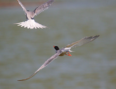 EF7A0296 Common Tern-2